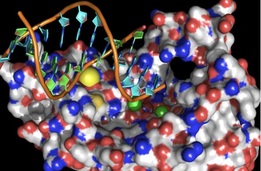 Targeting specific DNA of Plasmodium may be effective in treating human malaria infection